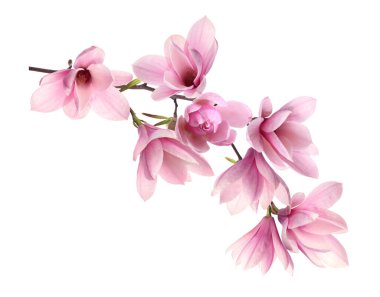 Beautiful pink magnolia flowers on white background clipart