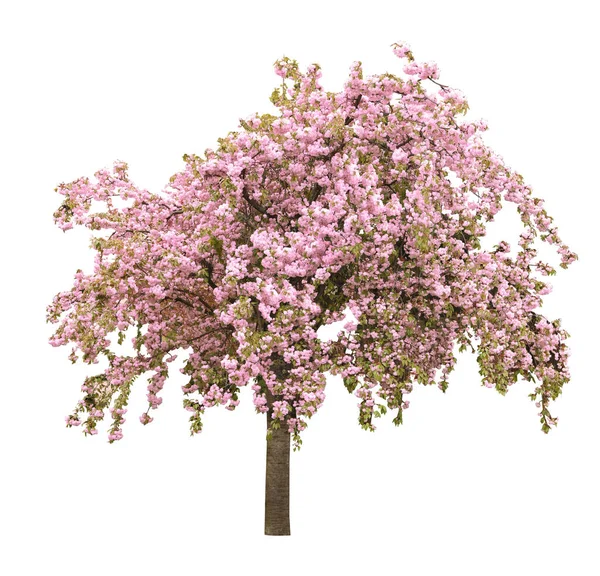 Vackra Blommande Sakura Träd Vit Bakgrund — Stockfoto