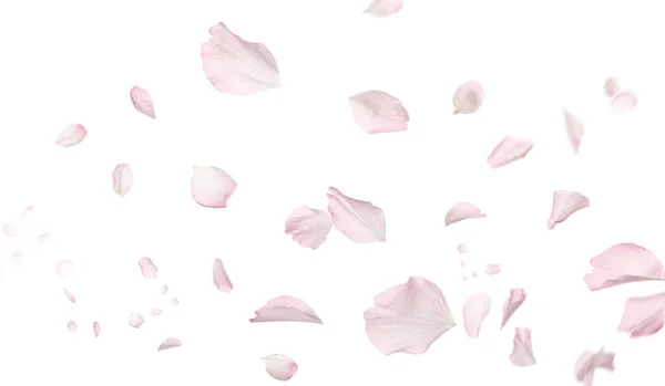 Bellissimi Petali Fiori Sakura Che Volano Sfondo Bianco Design Banner — Foto Stock