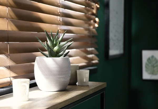 Planta Suculenta Vaso Mesa Madeira Perto Janela Dentro Casa Espaço — Fotografia de Stock