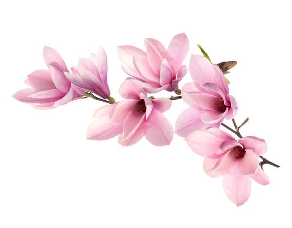 Bellissimi Fiori Magnolia Rosa Sfondo Bianco — Foto Stock