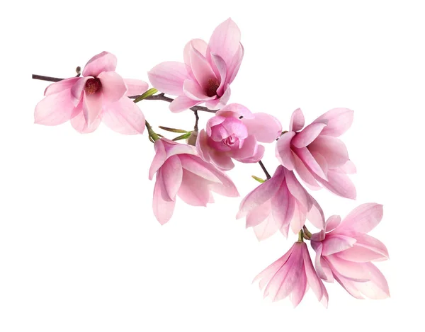 Mooie Roze Magnolia Bloemen Witte Achtergrond — Stockfoto