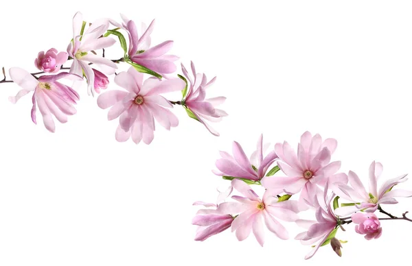 Beautiful Pink Magnolia Flowers White Background — Stock Photo, Image