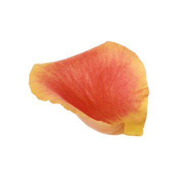 Güzel sarı ve kırmızı gül yaprağı beyaz üzerine izole edilmiş.