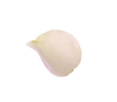 Güzel taze gül yaprağı beyaza izole edilmiş.