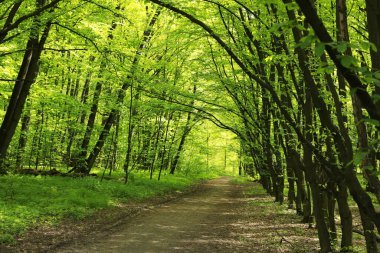 Parktaki uzun ağaçların arasında patikası olan güzel manzara.