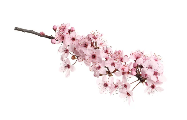 Ramo Árvore Sakura Com Belas Flores Rosa Isoladas Branco — Fotografia de Stock