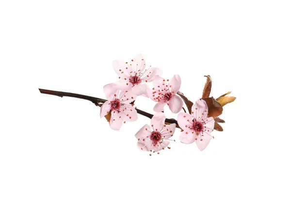Sakura Zweig Mit Schönen Rosa Blüten Isoliert Auf Weiß — Stockfoto
