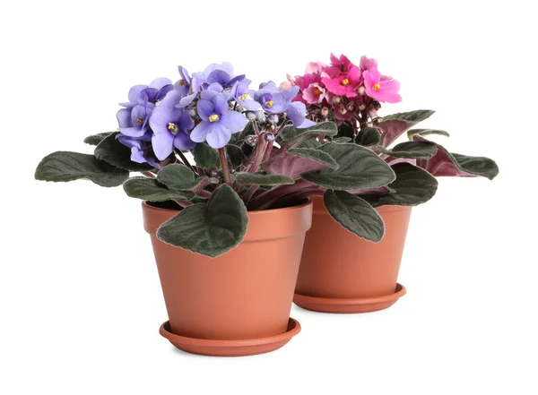 Hermosas Violetas Maceta Sobre Fondo Blanco Plantas Para Decoración Del — Foto de Stock