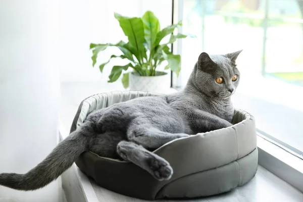 Niedliches Haustier Liegt Hause Katzenbett Auf Der Fensterbank — Stockfoto