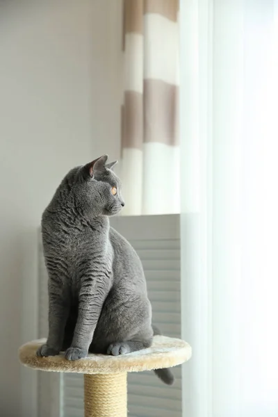 Bonito Animal Estimação Árvore Gato Casa — Fotografia de Stock