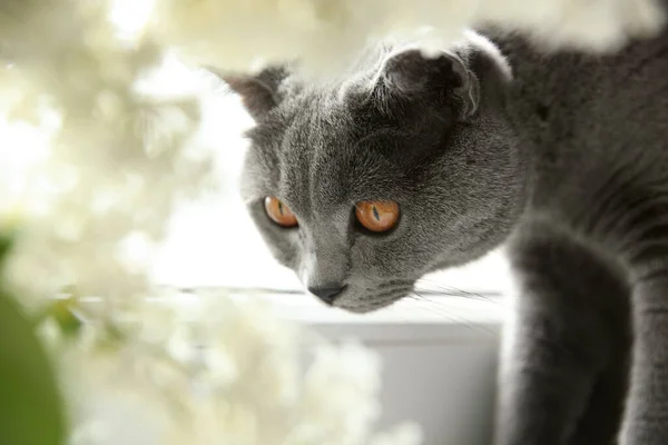 Гарний Сірий Британський Короткохвостий Кіт Біля Вікна Приміщенні — стокове фото