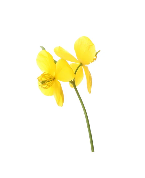 Celidonia Con Flores Amarillas Aisladas Blanco —  Fotos de Stock