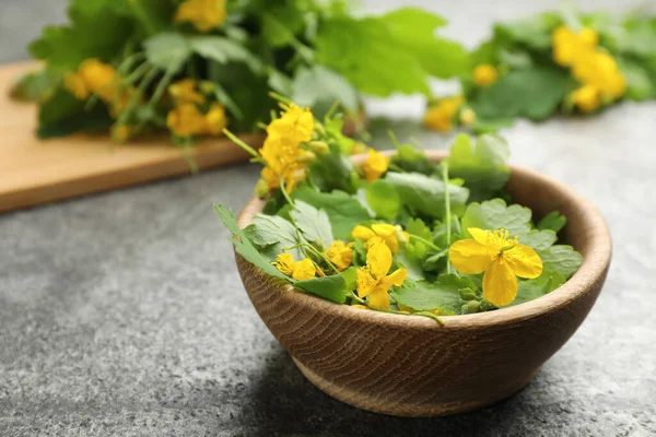 Celandine with beautiful yellow flowers in bowl on grey table, closeup