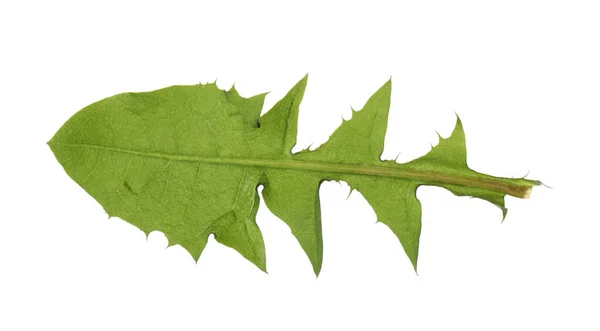 Verse Groene Paardebloem Blad Geïsoleerd Wit — Stockfoto