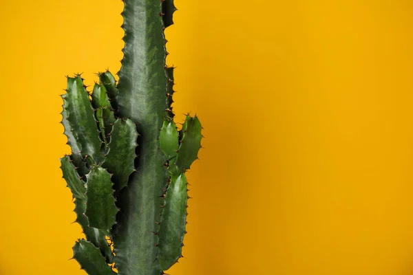 Gyönyörű Kaktusz Sárga Háttérrel Hely Szövegnek — Stock Fotó