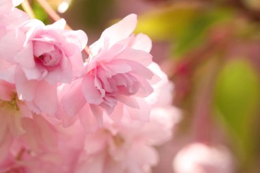 Bulanık arka planda güzel pembe sakura çiçekleri, yakın plan. Metin için boşluk