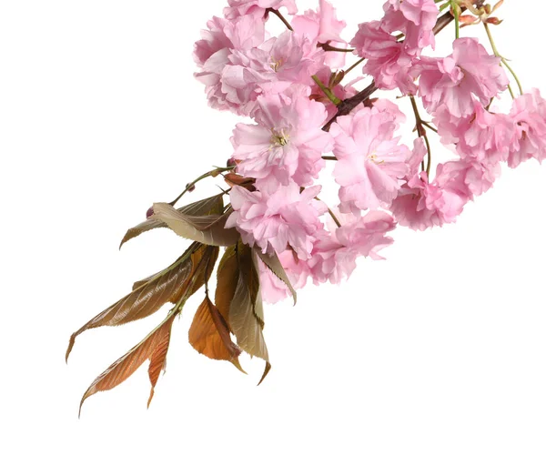 Schöne Sakura Baum Zweig Mit Rosa Blüten Isoliert Auf Weiß — Stockfoto