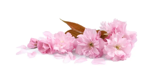 Красивые Розовые Цветки Сакуры Листья Лепестки Изолированы Белом — стоковое фото