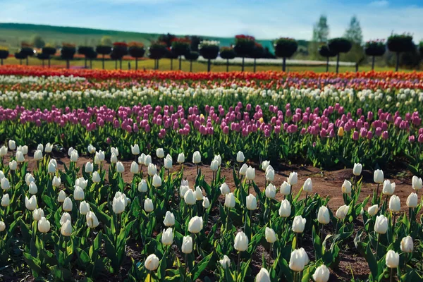 Bela Vista Campo Com Tulipas Florescentes Dia Ensolarado — Fotografia de Stock