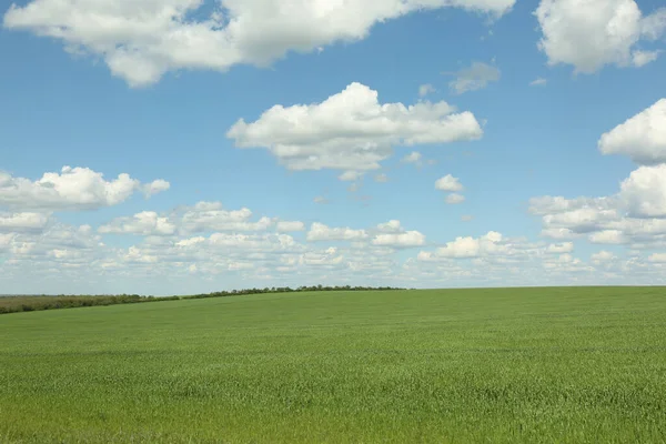 Malowniczy Widok Piękne Pole Zieloną Trawą Słoneczny Dzień — Zdjęcie stockowe