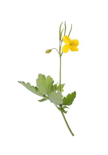 Celandine Med Gul Blomma Och Gröna Blad Isolerade Vit — Stockfoto