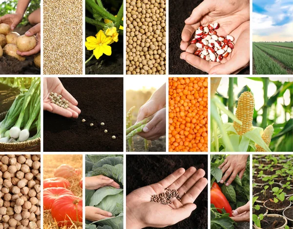 Collage Different Photos Vegetables Legumes Seeds Vegan Lifestyle — Stock Photo, Image