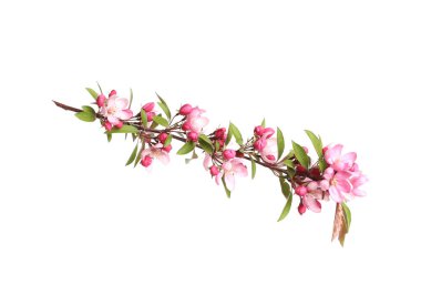 Güzel sakura ağacı dalı beyaza izole edilmiş.