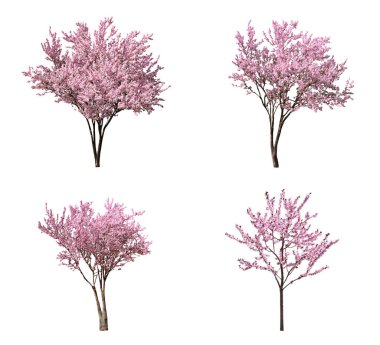 Beyaz arka planda çiçek açan güzel sakura ağaçları, kolaj 