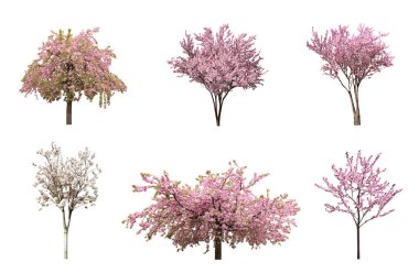 Beyaz arka planda çiçek açan güzel sakura ağaçları, kolaj 