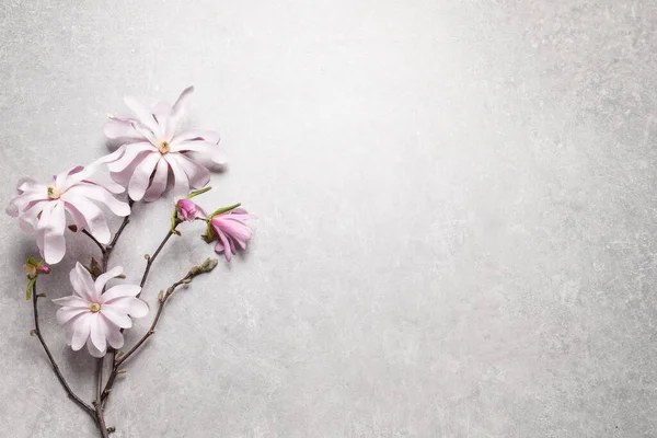Magnolia Boomtak Met Mooie Bloemen Grijze Tafel Bovenaanzicht Ruimte Voor — Stockfoto