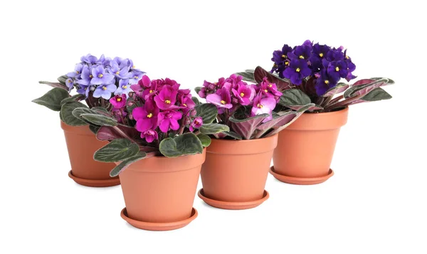 Hermosas Violetas Maceta Sobre Fondo Blanco Plantas Para Decoración Del — Foto de Stock