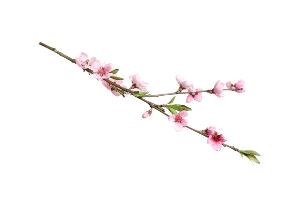 Belo Ramo Árvore Sakura Isolado Branco — Fotografia de Stock