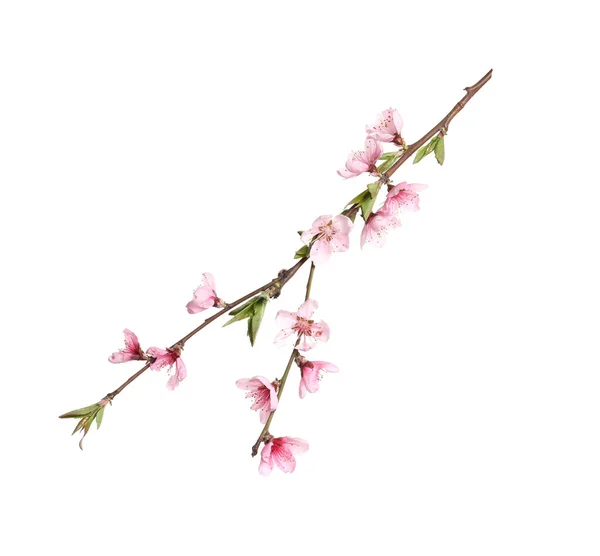 Beautiful Sakura Tree Branch Isolated White — Stock Photo, Image