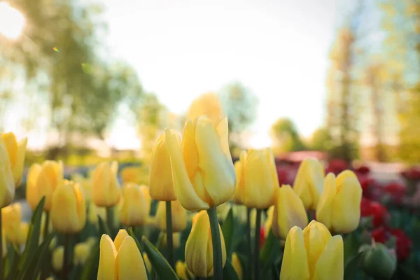 Цветущие Тюльпаны Поле Солнечный День Крупный План — стоковое фото
