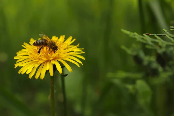Včela Žluté Pampelišce Venku Detailní Záběr Mezera Pro Text — Stock fotografie