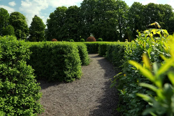 Bela Vista Labirinto Sebe Verde Dia Ensolarado — Fotografia de Stock