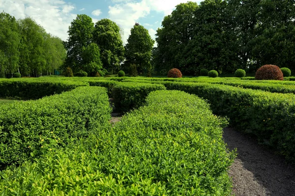 Belle Vue Sur Labyrinthe Haies Vertes Jour Ensoleillé — Photo