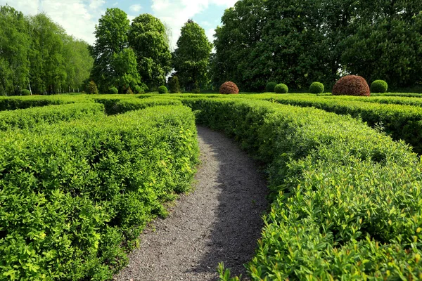 Hermosa Vista Del Laberinto Setos Verdes Día Soleado — Foto de Stock