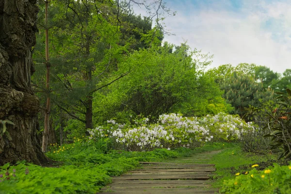 Hermosa Vista Del Parque Con Árboles Flores Hierba Verde — Foto de Stock