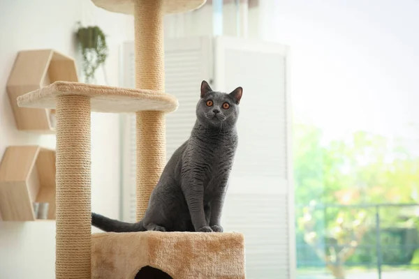 Χαριτωμένο Κατοικίδιο Ζώο Δέντρο Γάτα Στο Σπίτι — Φωτογραφία Αρχείου