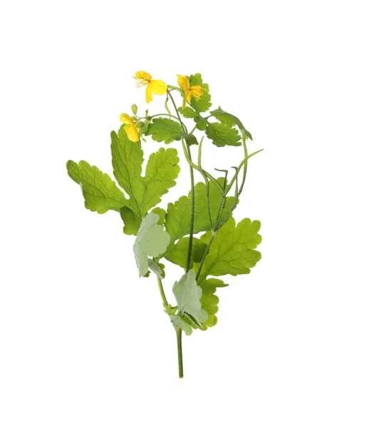 Celandine Med Gula Blommor Och Gröna Blad Isolerade Vit — Stockfoto