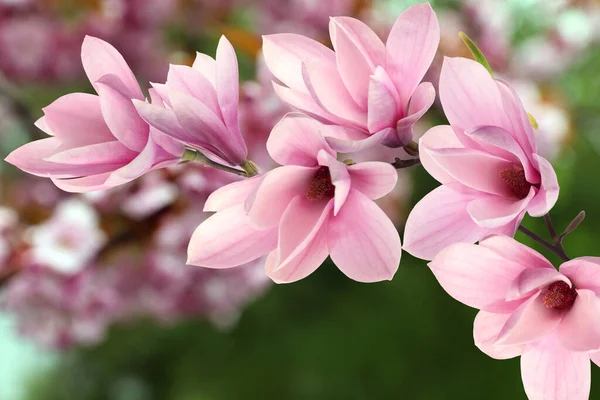 Beautiful Pink Magnolia Flowers Outdoors Amazing Spring Blossom — Stock Photo, Image