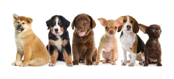 Beyaz Arka Planda Bir Grup Sevimli Köpek Yavrusu Pankart Tasarımı — Stok fotoğraf
