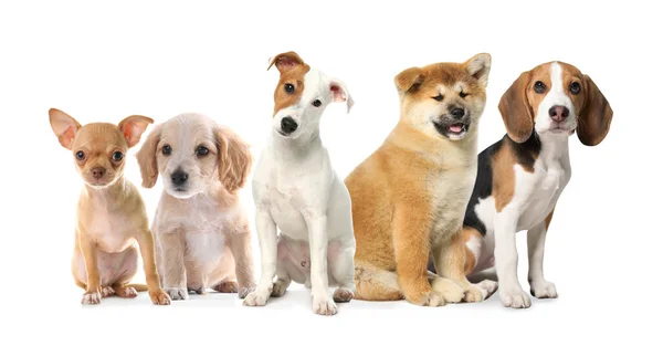 Group Adorable Puppies White Background Banner Design — Stock Photo, Image