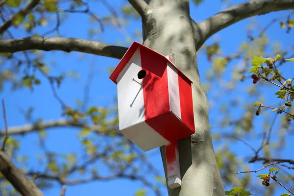 Czerwono Biały Dom Ptaków Drzewie Zewnątrz — Zdjęcie stockowe