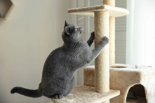 Χαριτωμένο Κατοικίδιο Ζώο Ακόνισμα Νύχια Δέντρο Γάτα Στο Σπίτι — Φωτογραφία Αρχείου