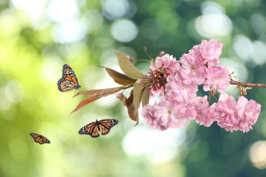 Narin pembe çiçekleri ve açık havada uçan kelebekleri olan güzel sakura ağacı dalı. 