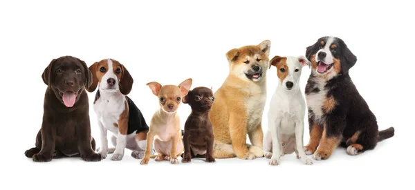 Grupo Cachorros Adoráveis Fundo Branco Design Banner — Fotografia de Stock