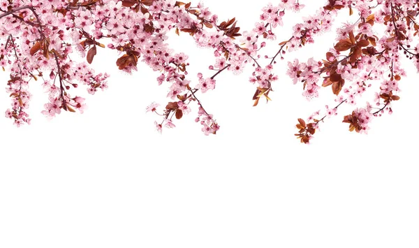 白い背景に繊細なピンクの花を持つ美しい桜の木の枝 — ストック写真